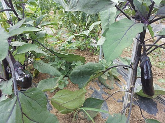 2012-06-2l3.jpg