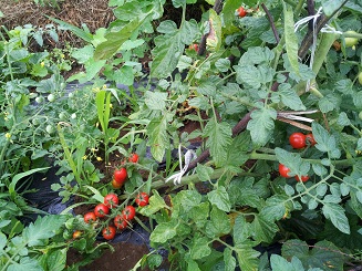 2012-07-0z1.jpg