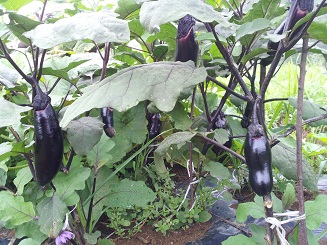 2012-07-0z2.jpg