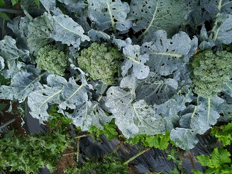 2012-07-0z3.jpg