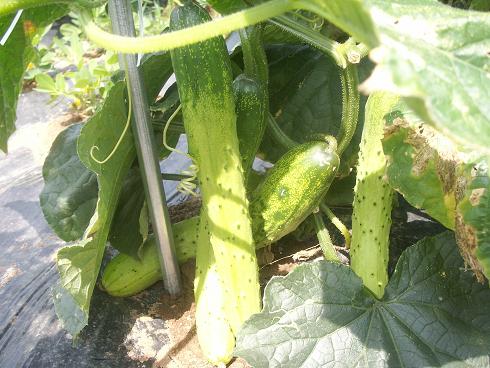 PICT0274274.JPG